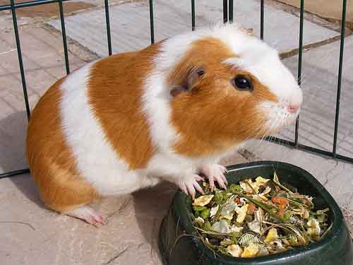 PORCUSOR DE GUINEEA